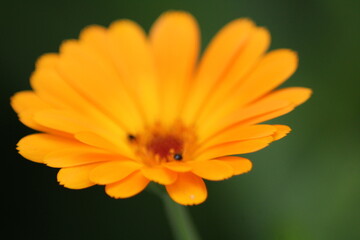Macro