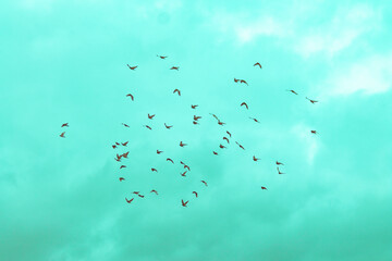 Birds in a green sky