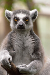 portrait of a Ring-Tailed Lemur (Lemur Catta)
