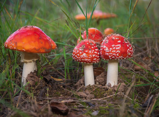 Closeup of several red fly agaric mushrooms (fly amanita or amanita muscaria) in the grass in forest