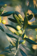 Green arbequina olive branches close up