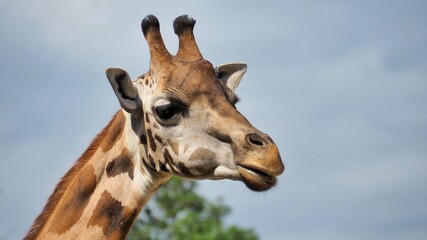 Detail of a South African giraffe from the side