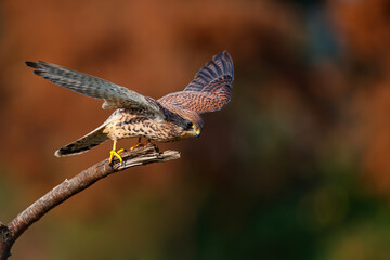 Common Kestrel (Falco innunculus) sitting on a branch in  the Netherlands