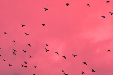 Birds in a pink sky