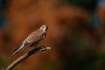 Common Kestrel (Falco innunculus) sitting on a branch in  the Netherlands