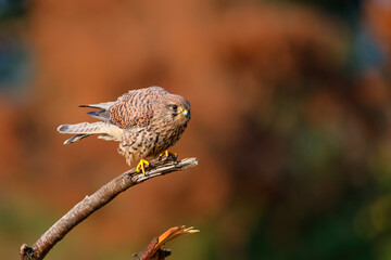 Common Kestrel (Falco innunculus) sitting on a branch in  the Netherlands