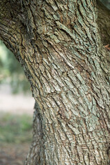Fototapeta premium Detail of the texture of an old olive tree trunk