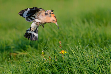 Eurasian hoopoe (Upupa epops) flying while searching for food in the Netherlands © henk bogaard