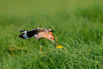Eurasian hoopoe (Upupa epops) flying while searching for food in the Netherlands © henk bogaard