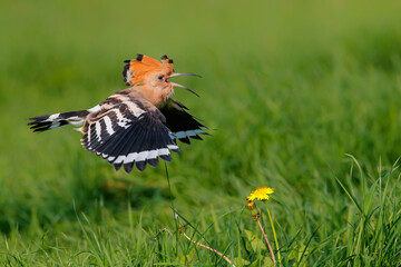 Eurasian hoopoe (Upupa epops) flying while searching for food in the Netherlands
