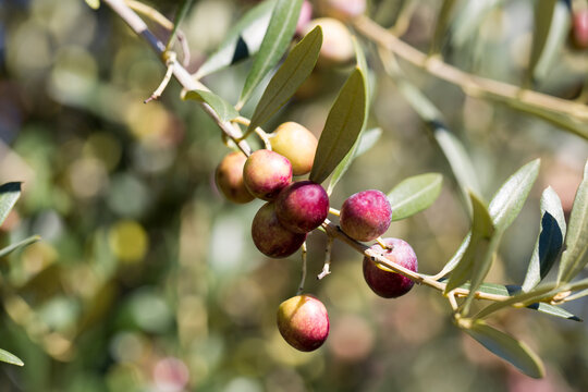Ripe arbequina olives on a tree