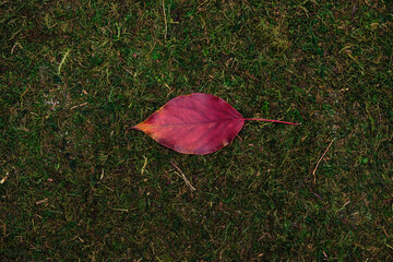 leave isolated on moss and grass background