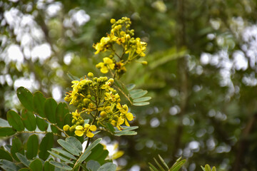 Siamese senna or cassia flowers, medical plant or herb.