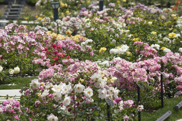 Fototapeta premium 中之島公園のばら園