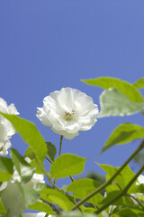 バラの花のアップ