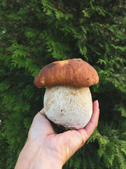 Cep, penny bun, porcino or porcini Boletus edulis in womans hand 
