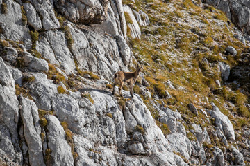 Ibex pasturing in high mountains	