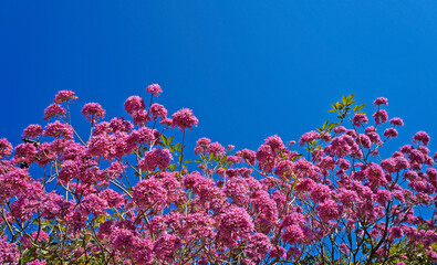 Pink ipe or pink trumpet tree flowers (Handroanthus impetiginosus) 