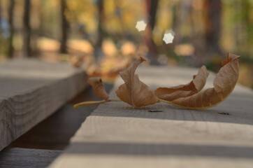 Obraz premium Autumn leaves that fall from trees in the Park . Russia city of Tambov .