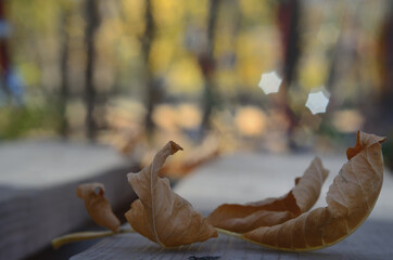 Autumn leaves that fall from trees in the Park . Russia city of Tambov .