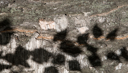 Horizontal close-up photo of birch tree bark with shadows of leaves in daylight. Contrast wood pattern. Natural Background/Textures