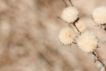 Dry thistle plant growing in the field. Natural floral background. Selective focus.