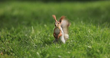 brown squirrel on green grass