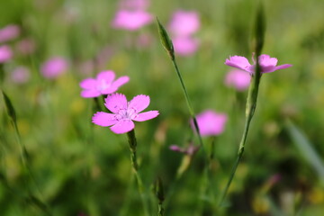 Fototapeta premium purple flowers in the garden