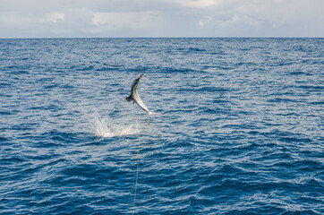 Fototapeta premium Sailfish jumping