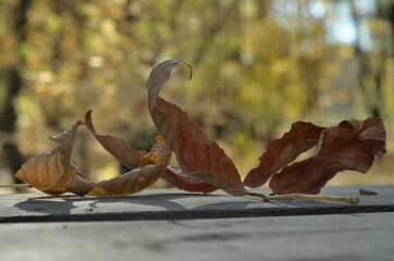 Autumn leaves that fall from trees in the Park . Russia city of Tambov .