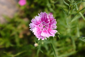 Fototapeta premium pink flower