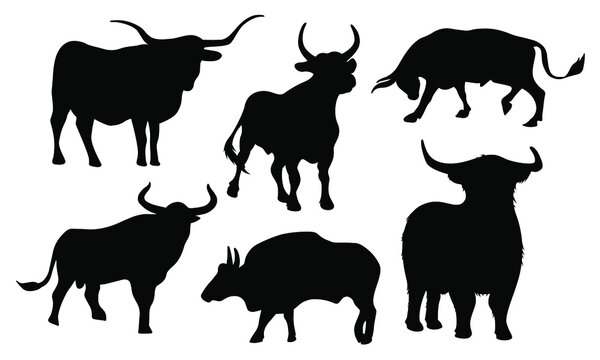 Big set of vector bulls in different poses. Large horned livestock. Silhouettes of wild bulls. The bull is the symbol of 2021.