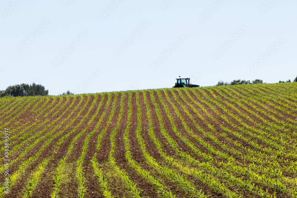 Wall mural in the distance, a farmer drives a tractor across a corn field growing crops in neat green rows