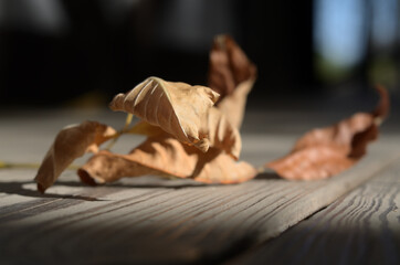 Autumn leaves that fall from trees in the Park . Russia city of Tambov .