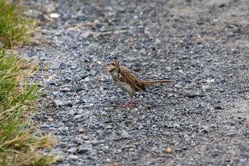 A song sparrow (Melospiza melodia) gathers nest-building materials from the ground during the spring breeding season