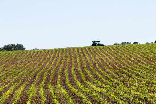 In the distance, a farmer drives a tractor across a corn field growing crops in neat green rows