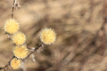 Dry thistle plant growing in the field. Natural floral background. Selective focus.