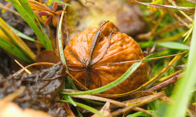 Herbst Walnuss  im Gras Bliesgau Saarland Natur Biosph&auml;re Bio Nuss Landwirtschaft Jagd Natur Wiese Gras Regen Landscape Entspannung Relax 