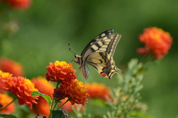 Schmetterling Schwalbenschwanz auf Wandelröschen