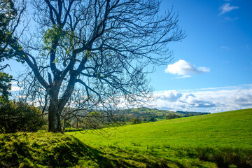 Obraz premium View across open farmland near Ings in the Lake Distict UK