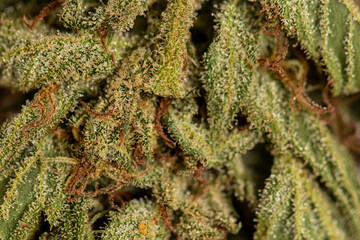 Close up shot of cannabis	
