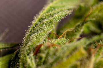 Naklejka premium Close up shot of pot 