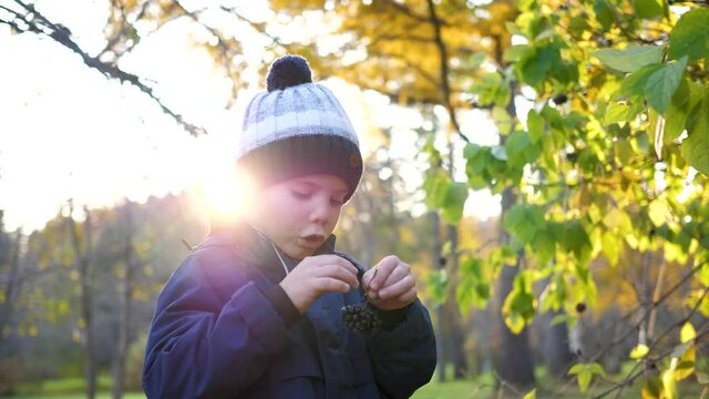 A child in the autumn Park plays and laughs merrily, he plays with yellow leaves and Rowan berries. Sunny autumn day in the Park