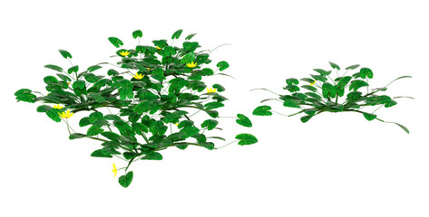 Fototapeta premium 3D Rendering Celandine Flowers on White