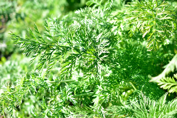 Green carrot grass in the garden close up