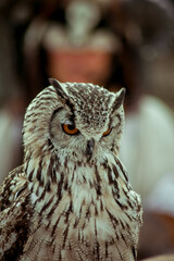 great horned owl