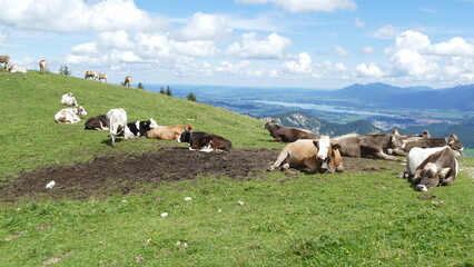 Fototapeta premium Kühe auf Alm am Breitenberg Pfronten