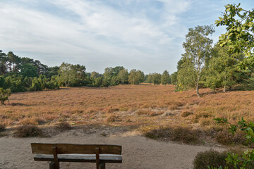 Heidelandschaft Westruper Heide in Haltern am See, Nordrhein-Westfalen