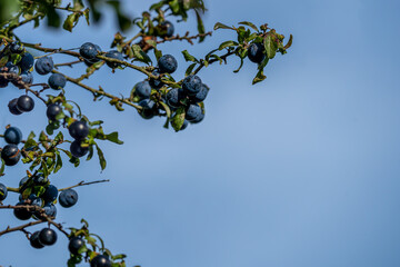 Close up selected focus  of ripened sloe berries on a blackthorn (prunus spinosa) tree in the autumn ready for picking and adding to vodka to make sloe gin