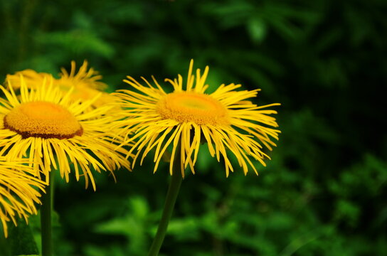 Blossoming Inula high ,Inula helenium in organic garden .Medicinal plant,homeopatic.Blurred background.